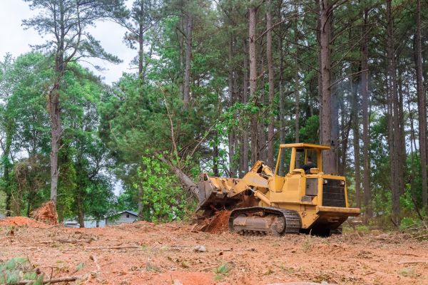 Trees Clearing in Logan