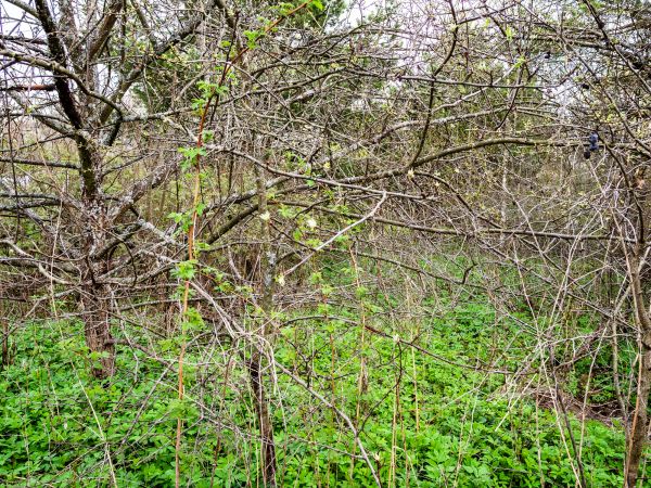 Underbrush Clearing in Logan