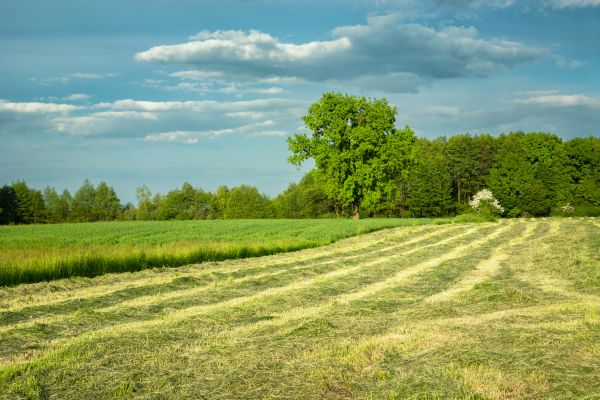 Cost of Vegetation Removal in Logan