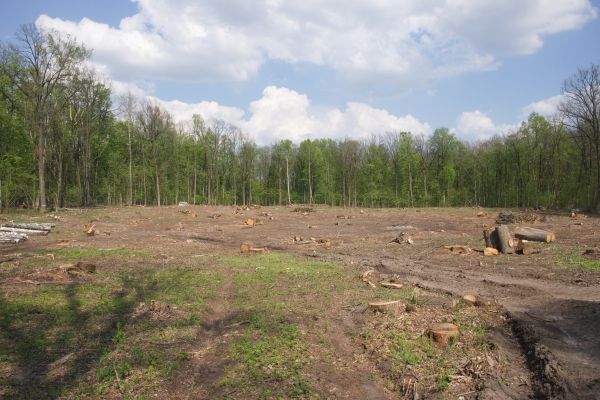Cost of Pasture Clearing in Logan
