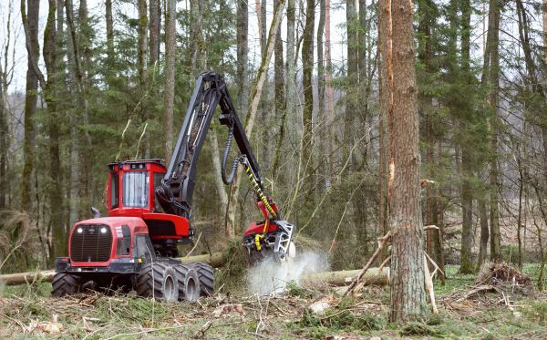 Cost of Forest Clearance Service in Logan