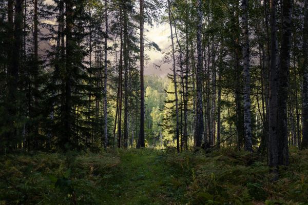 Cost of Pine Tree Clearing in Logan