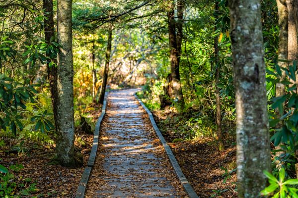 Cost of Trail Clearing in Logan